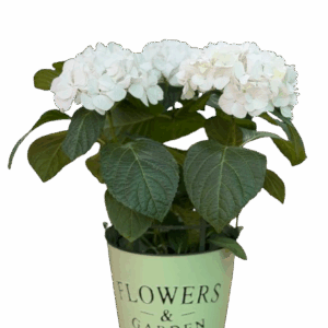 הורטנציה לבנה