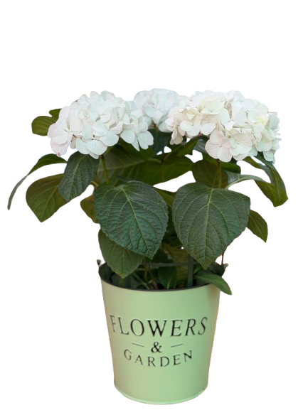 הורטנציה לבנה