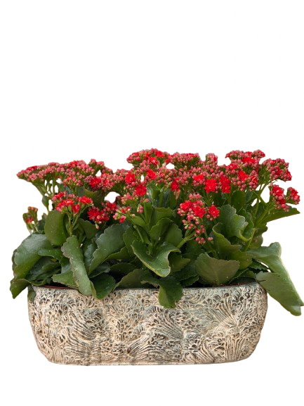 ניצניות באדנית מעוצבת