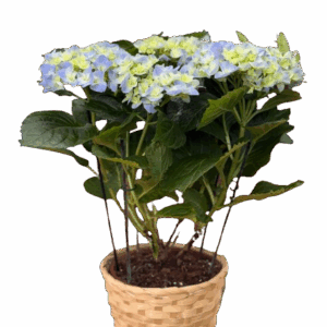 הורטנציה כחולה בקרמיקה