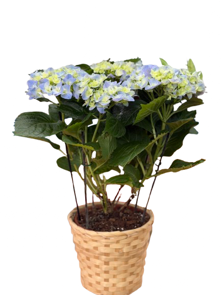 הורטנציה כחולה