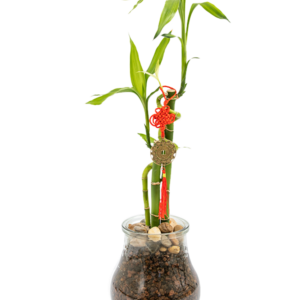 במבוק עץ המזל