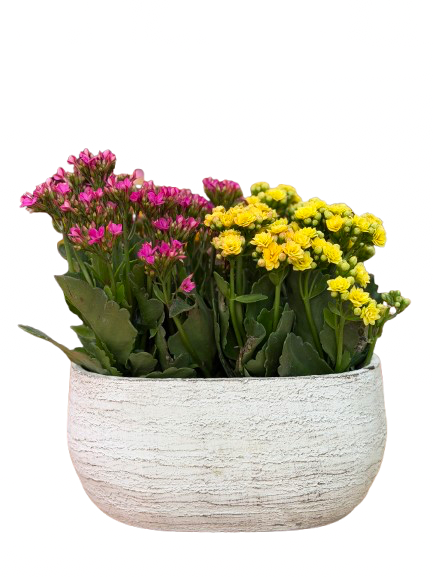 ניצניות באדנית מעוצבת