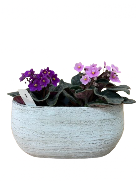 סיגליות באדנית מעוצבת