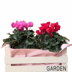 מארז רקפות זוגי