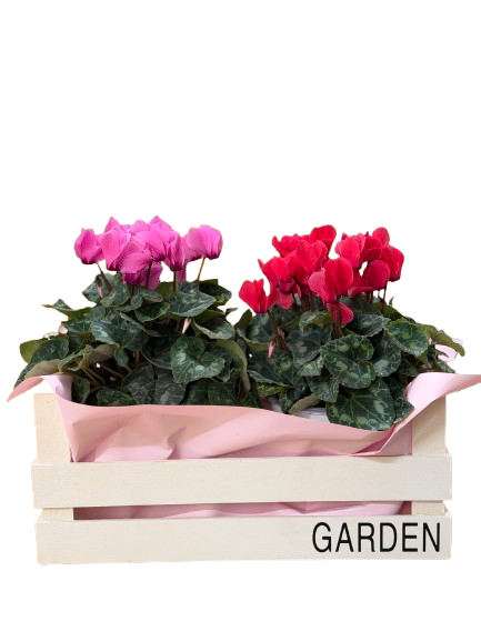 מארז רקפות זוגי