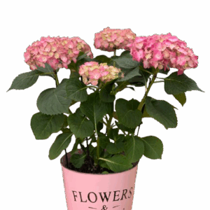 הורטנציה ורודה