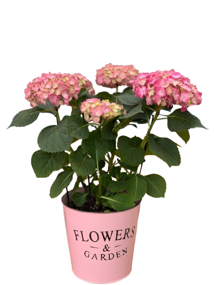 הורטנציה ורודה