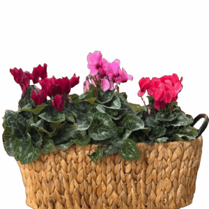 מארז שלישית רקפות