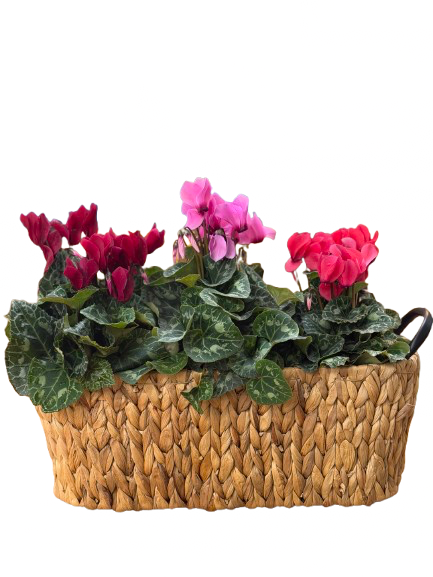 מארז שלישית רקפות