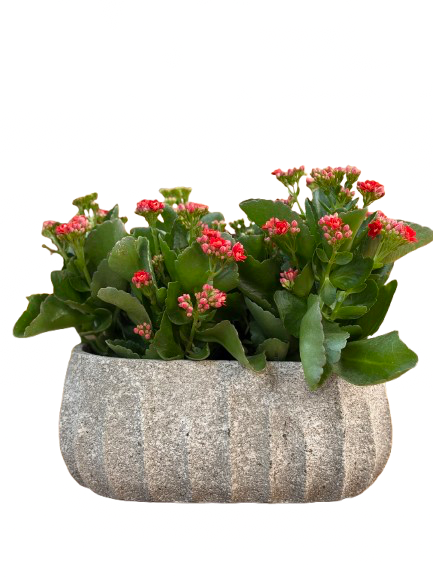 ניצניות באדנית בטון אפור שיש