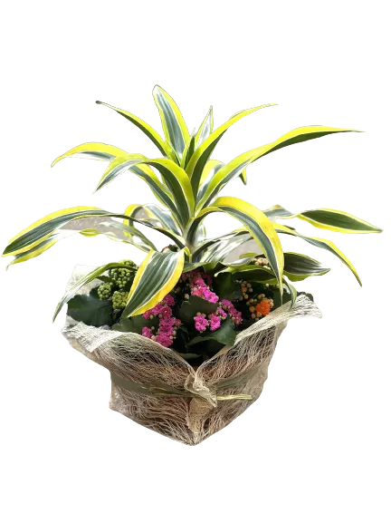 קוקטייל דרצנה וניצניות