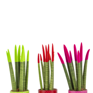 סנסיווריה צבעונית