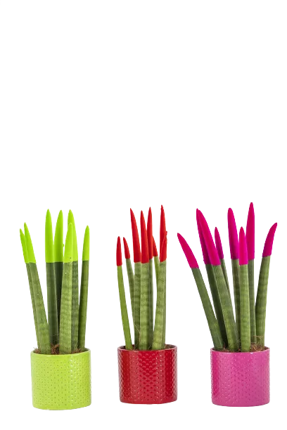 סנסיווריה צבעונית