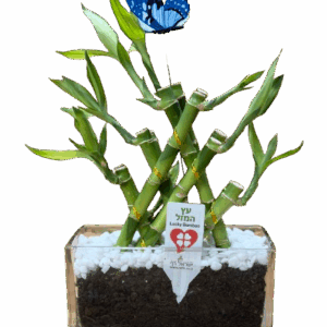 במבוק עץ המזל סירה