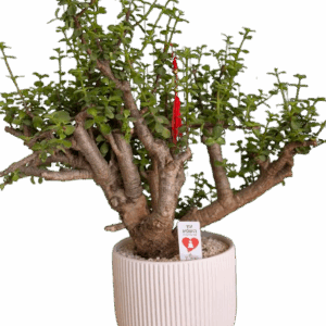 עץ השפע