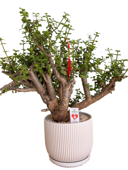 עץ השפע
