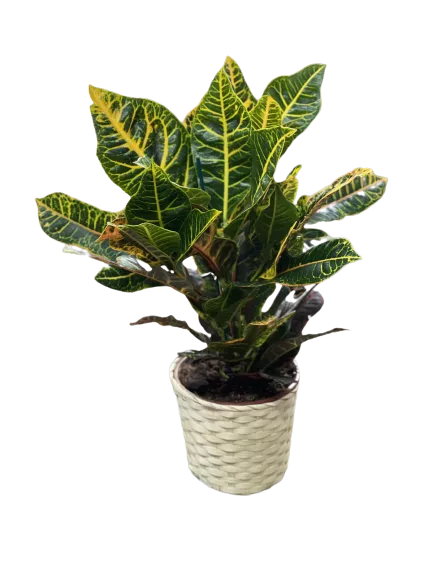 קרוטון