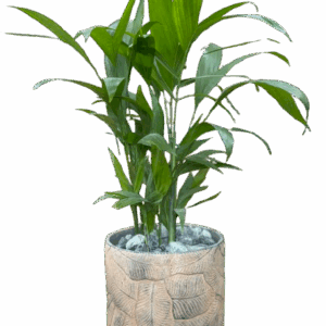 דקל בכלי מעוצב