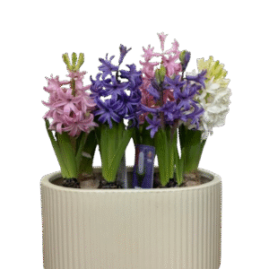 מארז יקינטונים בקרמיקה