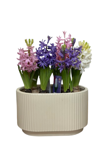 מארז יקינטונים בקרמיקה