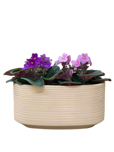 סיגליות באדנית מעוצבת
