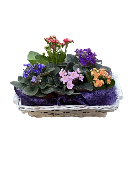 מיקס סיגליות וניצניות