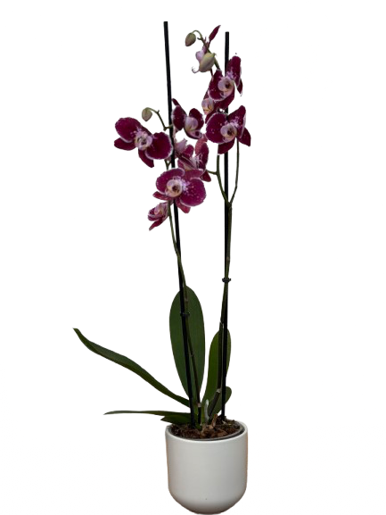 סחלב סגול בינוני 2 ענפים