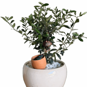 עץ הזית