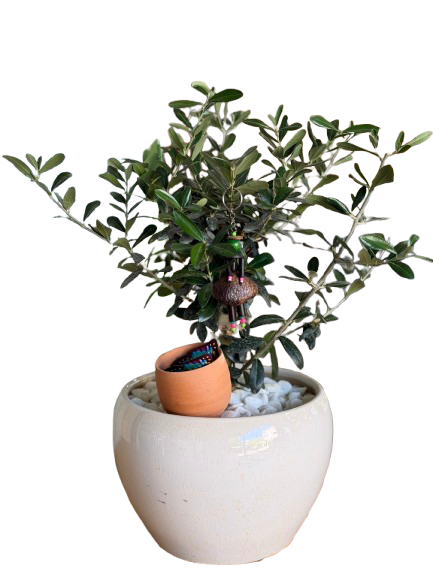 עץ הזית