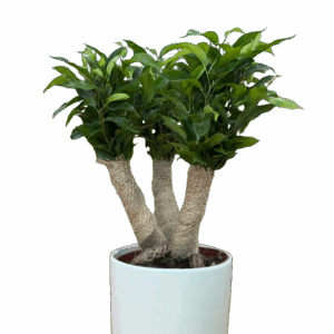 בונסאי פיקוס