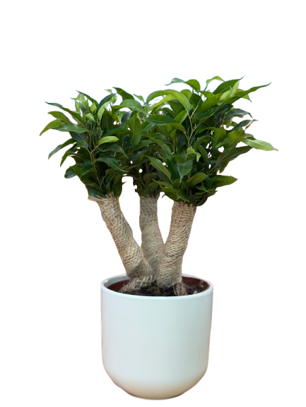 בונסאי פיקוס