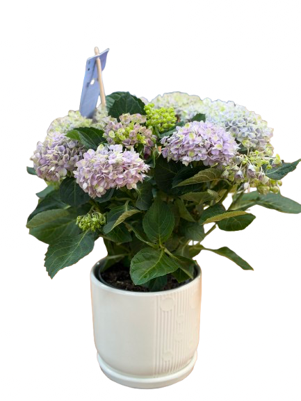 הורטנציה סגולה בקרמיקה