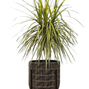 דרצנה במעמד קלוע