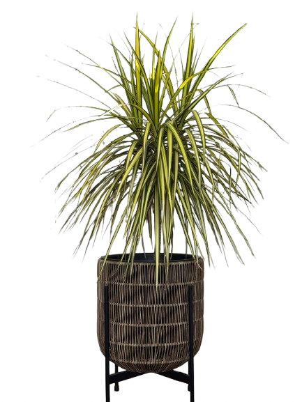 דרצנה במעמד קלוע