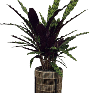 קלתאה על מעמד קלוע