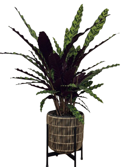 קלתאה על מעמד קלוע