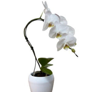 סחלב מיני לבן