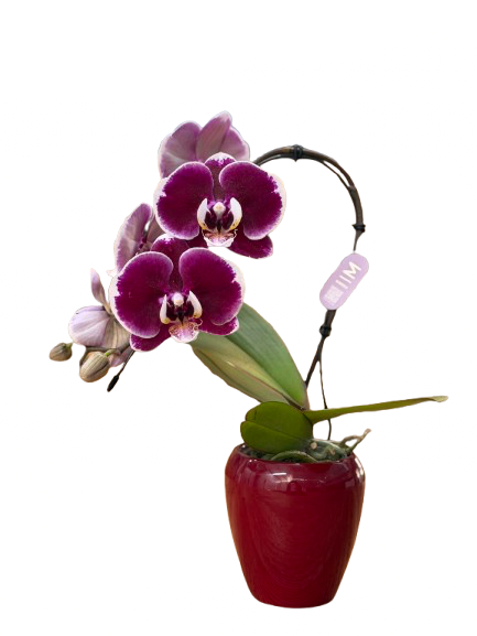 סחלב מיני סגול