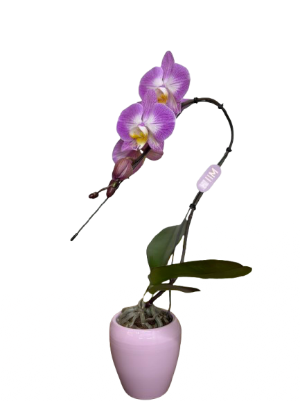 סחלב מיני סגול