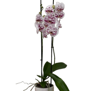 סחלב מנומר בינוני 3 ענפים