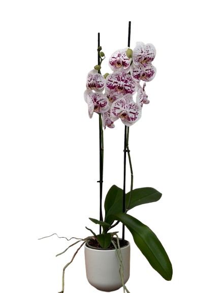 סחלב סגול לבן מנומר בינוני 2 ענפים