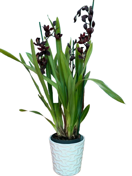 סחלב צימבידיום סגול