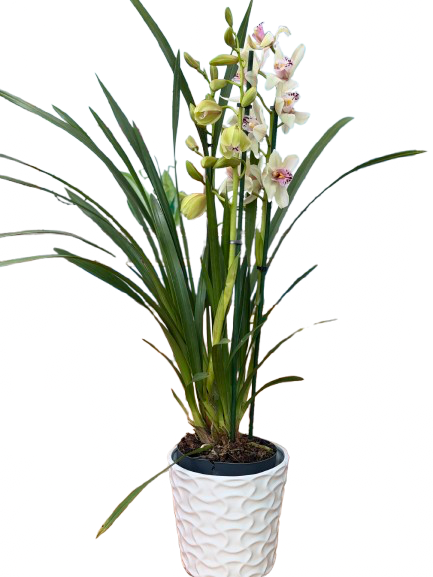 סחלב צימבידיום לבן