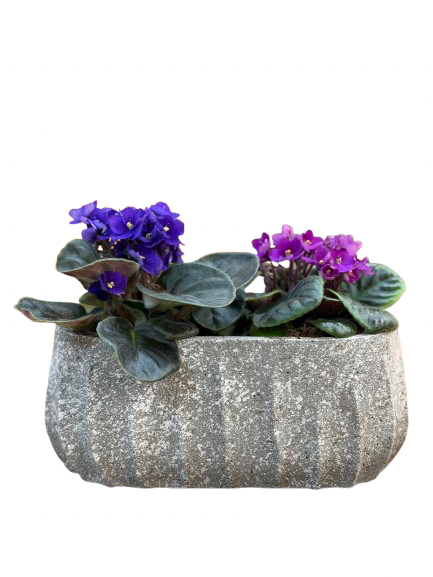 סיגליות באדנית בטון אפור שיש