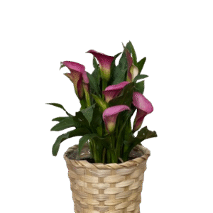 חיננית חנות פרחים בטבעון, משלוחי פרחים בטבעון, רמת ישי, נופית, יקנעם והסביבה